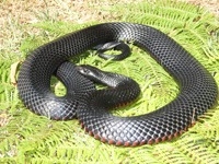 Black Snake Productions