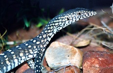 Black Snake Productions